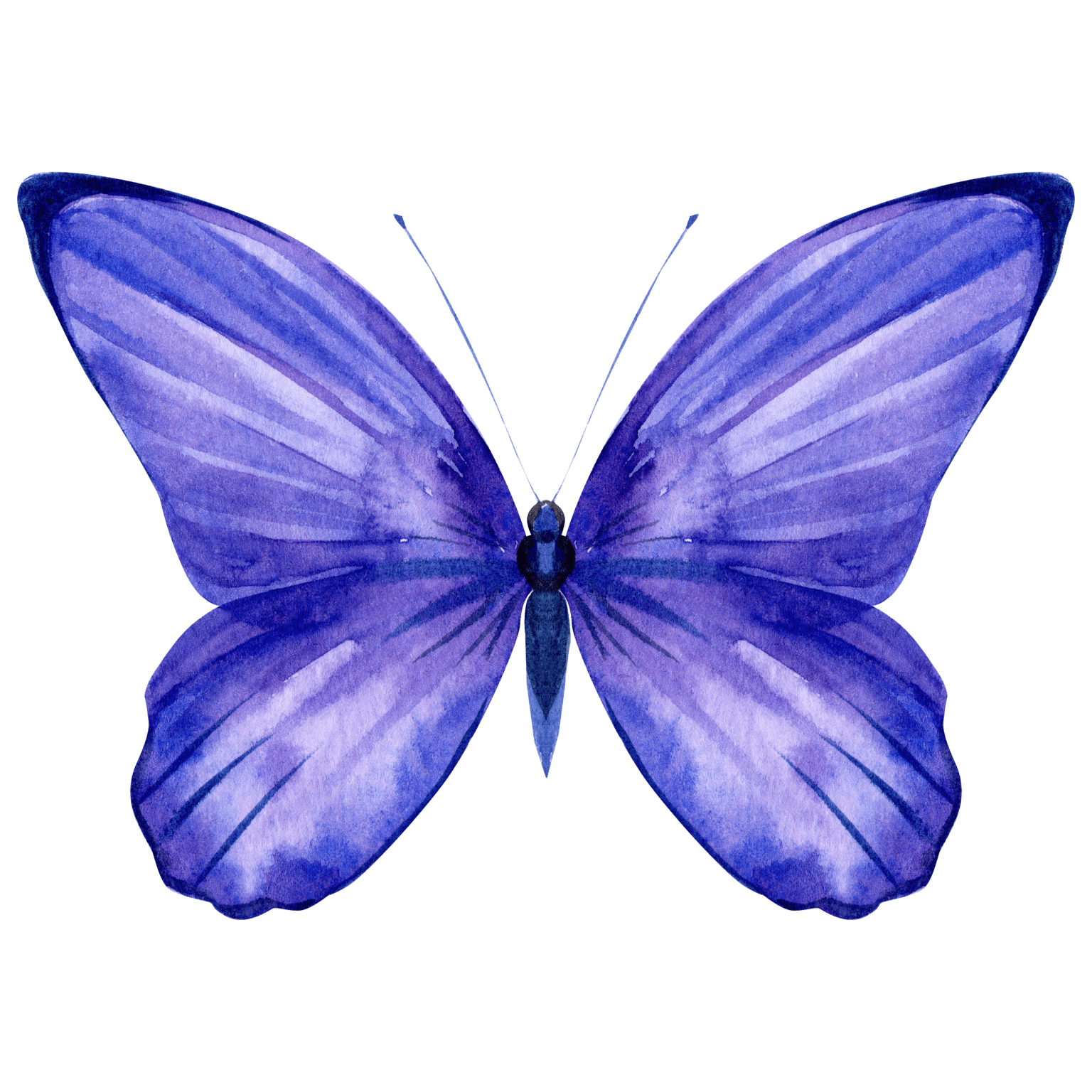 A blue butterfly with purple wings and antennae.